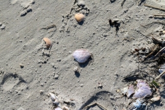 Krebspanzer und Muscheln