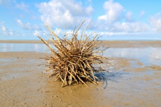 Landart Kugel aus Treibholz