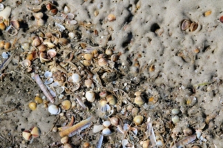 Muscheln im Spülsaum