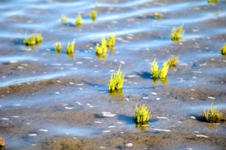 Queller im Wasser