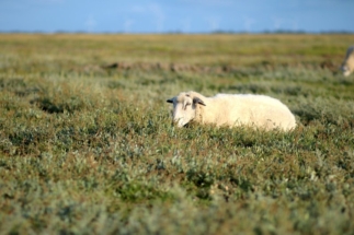 Schaf im Vorland von Westerhever