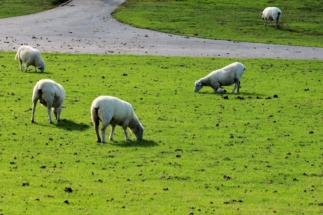 Schafe am Grasdeich in Westerhever