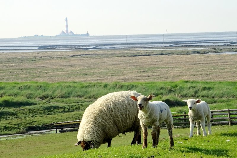 Schafe mit Westerhver Leuchtturm