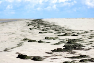 Spülsaum am Strand von Westerheversand