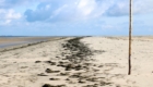 Spülsaum an Strand von Westerhever