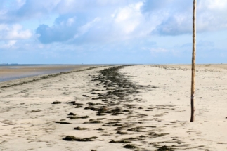Spülsaum an Strand von Westerhever