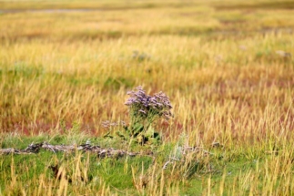Strandflieder im Vorland von Westerhever