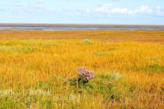 Strandflieder in Westerhever